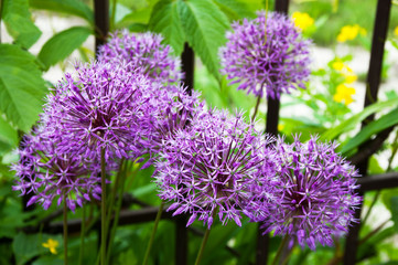 purple bright flowers