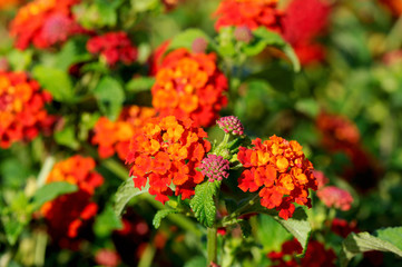 Multi-colored Lantana flowers with buds