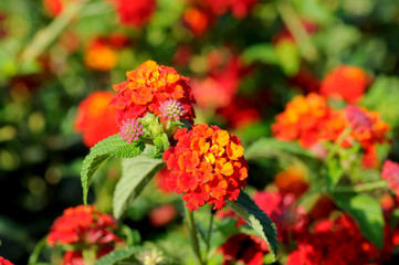 Multi-colored Lantana flowers with buds