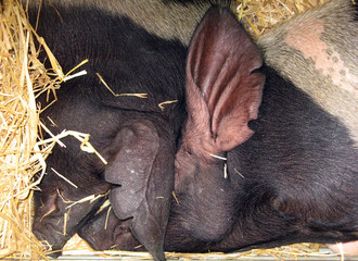 Two sleeping pigs with overlapping ears