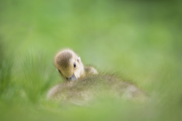 A small gosling tucks in while laying in tall green grass.