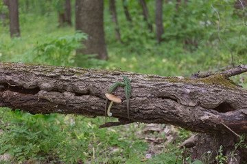 Fototapeta premium Green lizard in the wild.