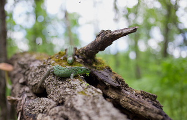 Green lizard in the wild.