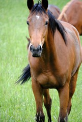 Obraz premium Cheval