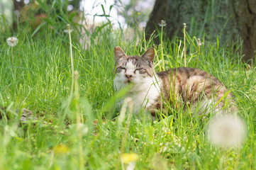 Fototapeta premium 猫
