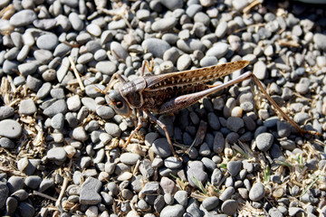 locust