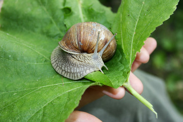 grape snail
