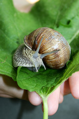 grape snail