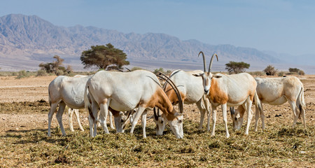 herd of antelopes, the Arabian oryx (Oryx leucoryx), in desert nature reserve, 35 km north of Eilat, Israel