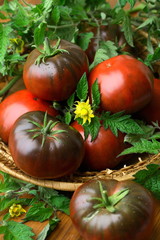 Kumato black and red totatoes