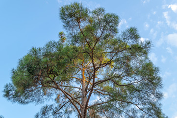 Fototapeta premium Krona South high tree rests against a blue sky