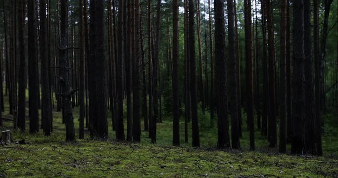 dark pine forest in dusk slide shot, 4k prores footage