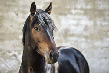 Obraz premium Warmblood stallion