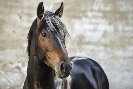 Fototapeta Warmblood stallion