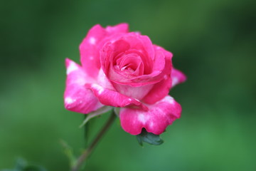 Роза (rose)