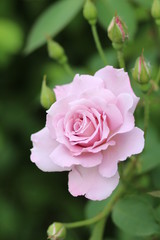 Роза (rose)