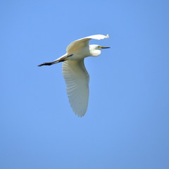 Egret
