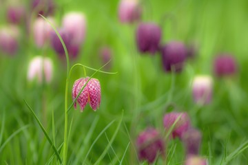 Gruppe von Schachblumen  / Group of Fritillaria meleagris