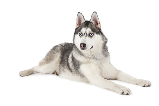 Purebred Siberian Husky Dog Isolated On White