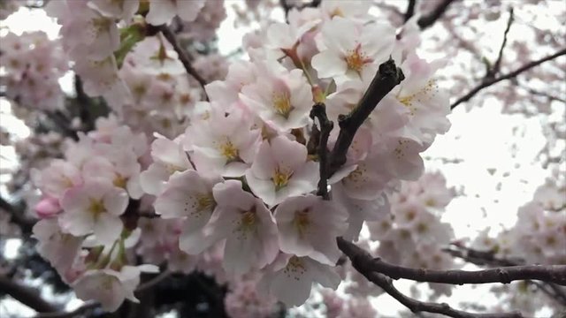 桜の花_2