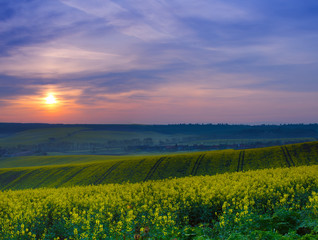 Fototapeta premium Rapeseed yellow field in spring at sunrise, natural eco seasonal floral landscape background