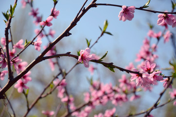 Branches of blossoming tree