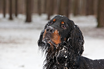  Setter Gordon in the winter forest