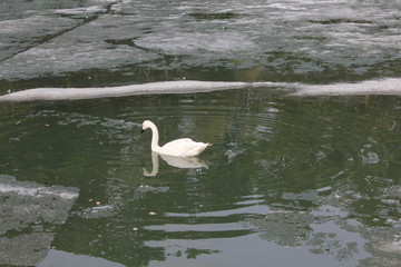 Swans on pond in zoo 19552