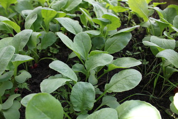 In a greenhouse radish 19641
