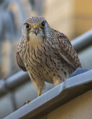 Turmfalke