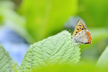 オレンジ色の蝶々