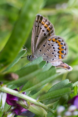 Farfalla in primo piano su remetto sfondo verde