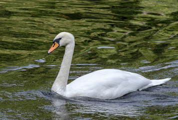 White Swan floating in the lake with the green water.