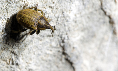 Долгоносик