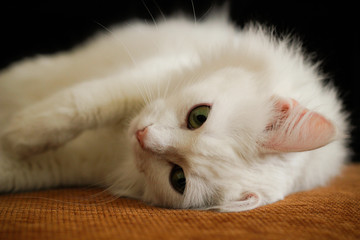 Fototapeta na wymiar Белый кот