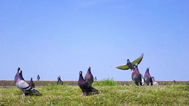 一斉に飛び立つ鳩
