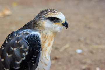 young falcon