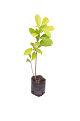 seedling ficus altissima Blume tree plant in the small .black ba