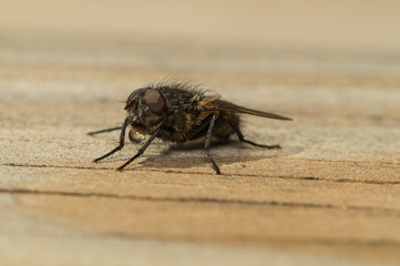 House fly