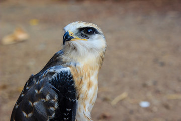 young falcon