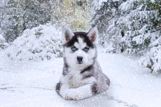 baby husky in snow