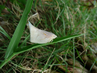 A white, pink leafhopper (Lawana imitata, Melichar) on green grass leaf