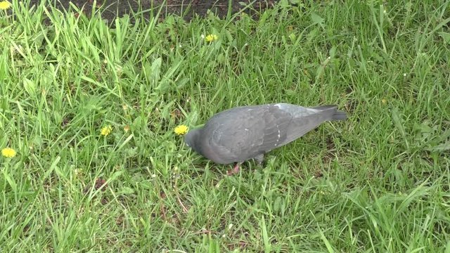 Rock dove on the walk in spring morning