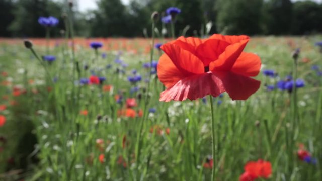 Field of poppies and cornflowers