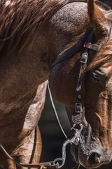 Red roan stallion 