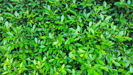 Fototapeta na wymiar texture green leaf pattern background