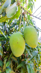 green mango on mango tree