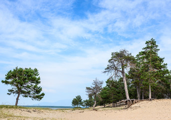 old pine trees on the sandy shore