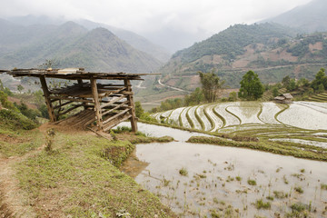 rice fields at sapa vietnam with shed in foreground