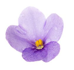 Obraz premium Macro single violet flower with dew drops isolated on white